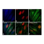 Thermo Fisher Scientific Goat anti-Rabbit IgG (H+L) Cross-Adsorbed Secondary Antibody, DyLight 405