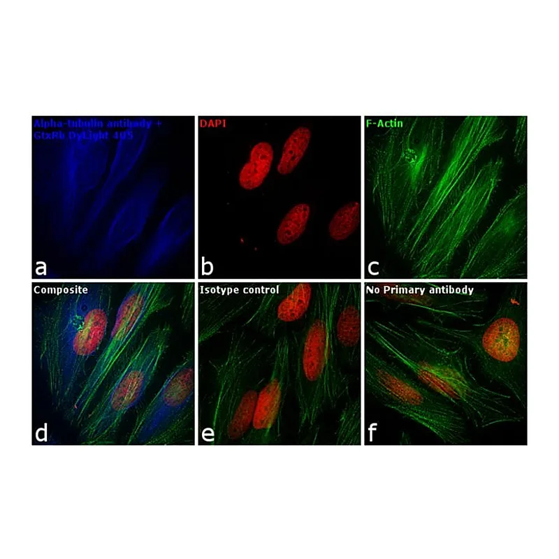 Thermo Fisher Scientific Goat anti-Rabbit IgG (H+L) Cross-Adsorbed Secondary Antibody, DyLight 405