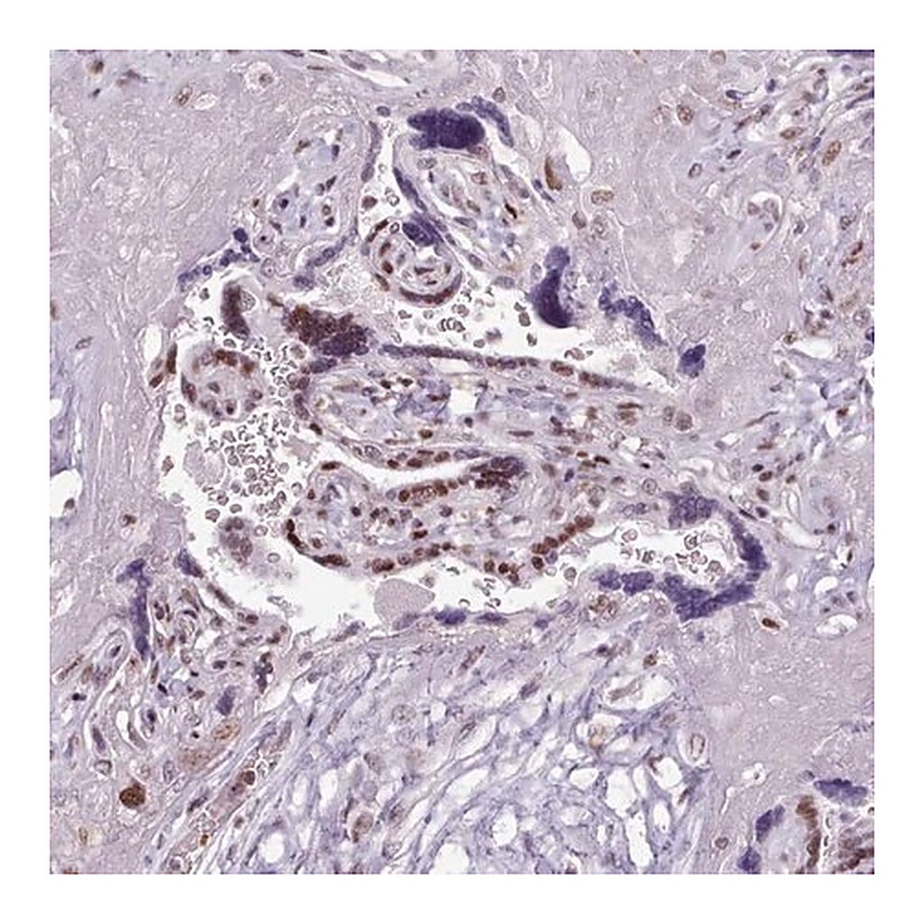 Merck Anti-SRSF4 antibody produced in rabbit