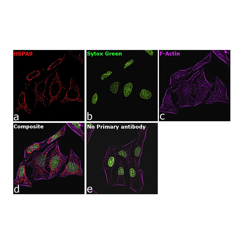 Thermo Fisher Scientific Rabbit anti-Goat IgG Recombinant Secondary Antibody, Alexa Fluor Plus 647