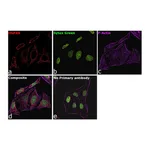 Thermo Fisher Scientific Rabbit anti-Goat IgG Recombinant Secondary Antibody, Alexa Fluor Plus 647