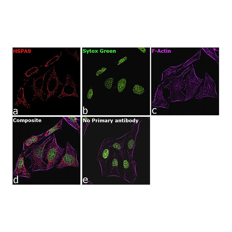 Thermo Fisher Scientific Rabbit anti-Goat IgG Recombinant Secondary Antibody, Alexa Fluor Plus 647