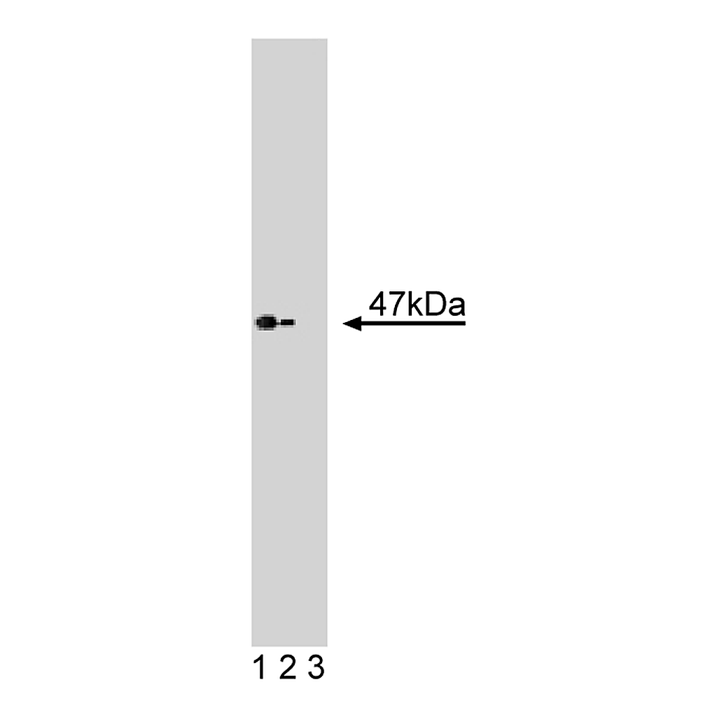 BD Purified Mouse Anti-Casein Kinase Iε