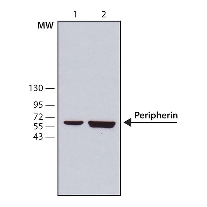 Merck Anti-Peripherin antibody, Mouse monoclonal
