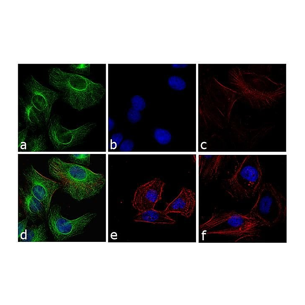 Thermo Fisher Scientific Goat anti-Rabbit IgG (H+L) Cross-Adsorbed Secondary Antibody, FITC