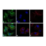 Thermo Fisher Scientific Goat anti-Rabbit IgG (H+L) Cross-Adsorbed Secondary Antibody, FITC
