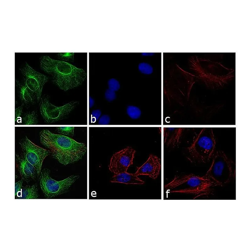 Thermo Fisher Scientific Goat anti-Rabbit IgG (H+L) Cross-Adsorbed Secondary Antibody, FITC