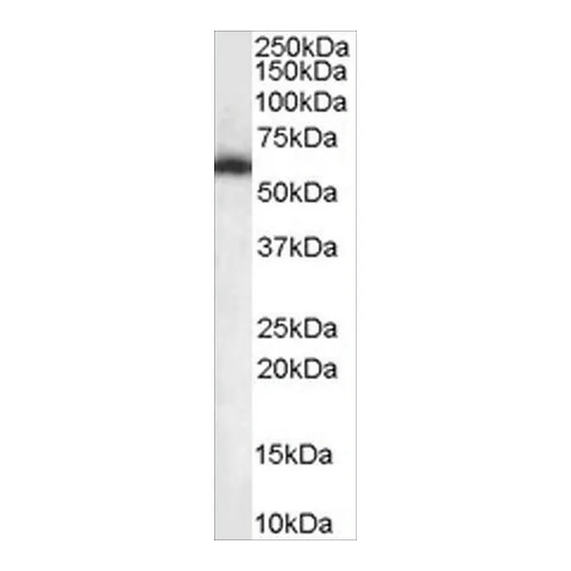Merck Anti-NONO/P54NRB antibody produced in goat