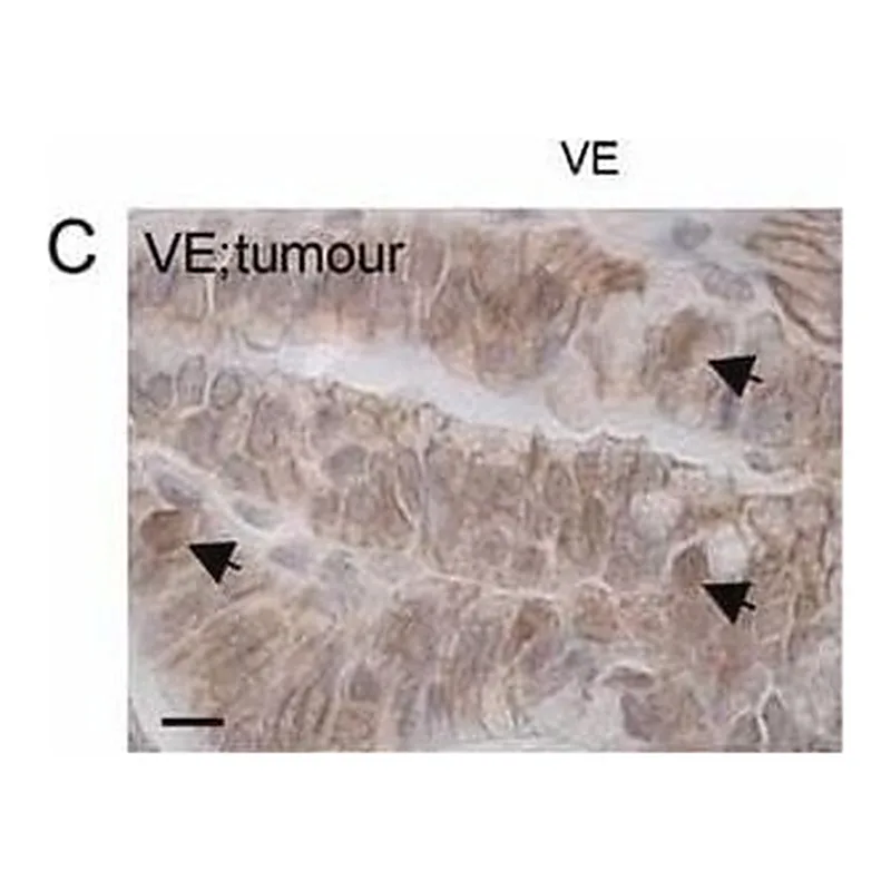 Merck RABBIT ANTI-CATENIN BETA