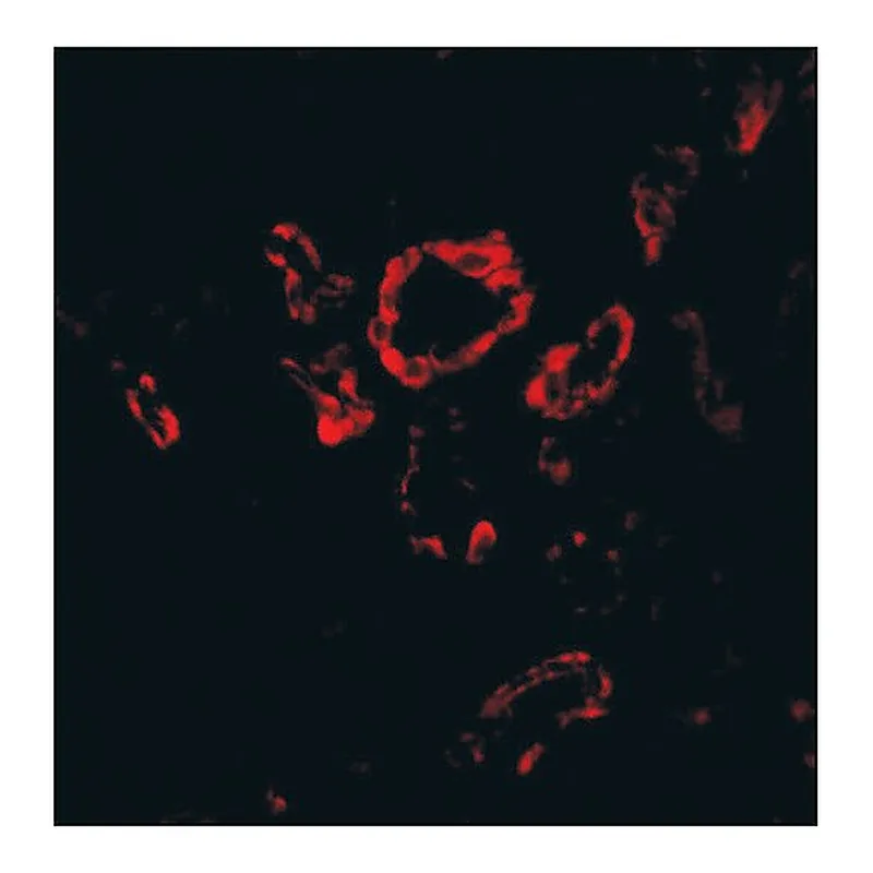 Merck Anti-Slug (ab2) antibody produced in rabbit
