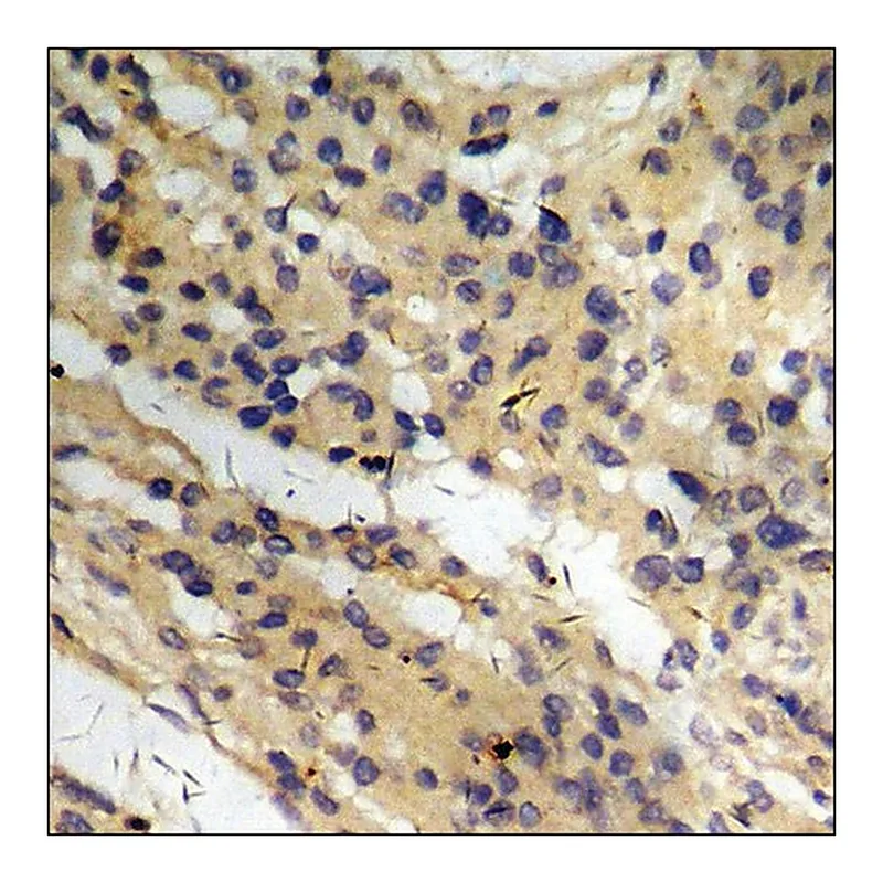 Merck Anti-phospho-CD136/RON (pSer1394) antibody produced in rabbit