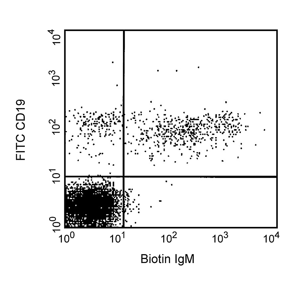 BD Biotin Mouse Anti-Human IgM