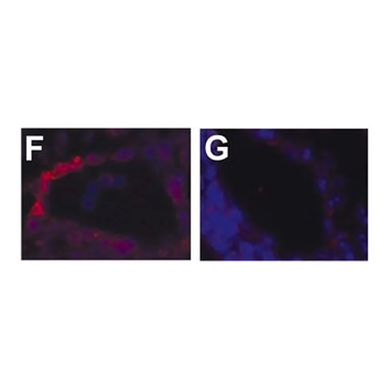 Merck MOUSE MONOCLONAL ANTI-ALPHA-SMOOTH &