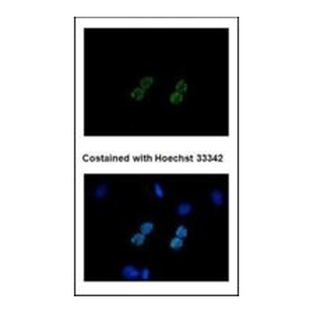 Merck MONOCLONAL ANTI-6X HIS TAG