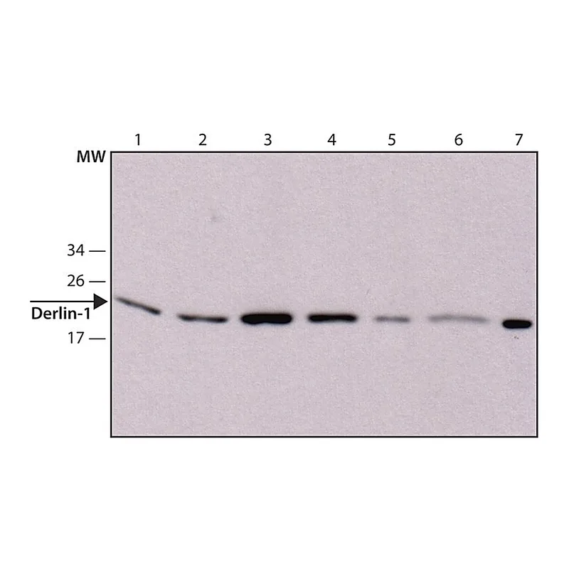Merck Anti-Derlin-1 antibody, Mouse monoclonal