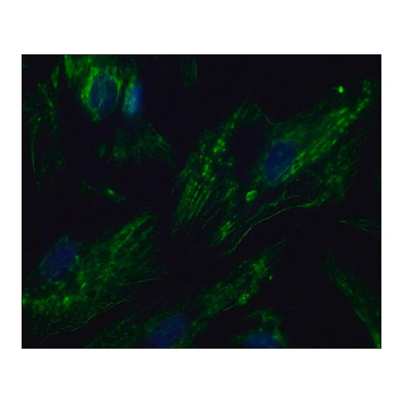 Merck Anti-PTPRA antibody produced in rabbit
