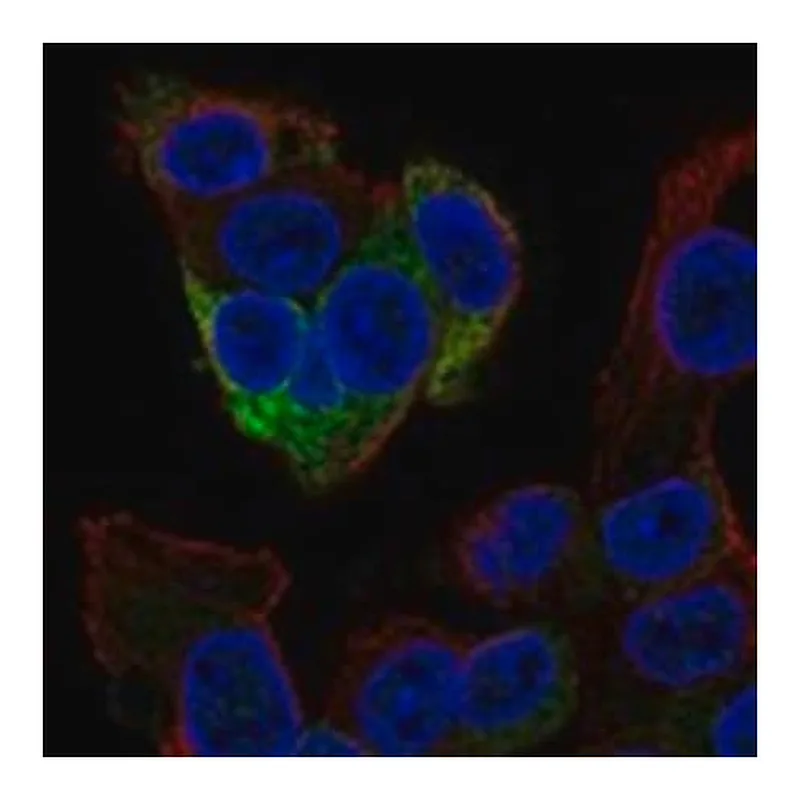 Merck Anti-FGG antibody produced in rabbit