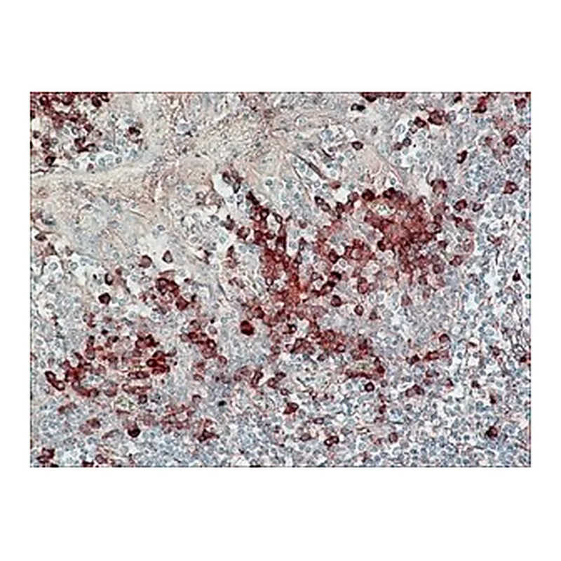 Merck ANTI-HUMAN IGG (FAB FRAGMENT) PEROXIDAS&