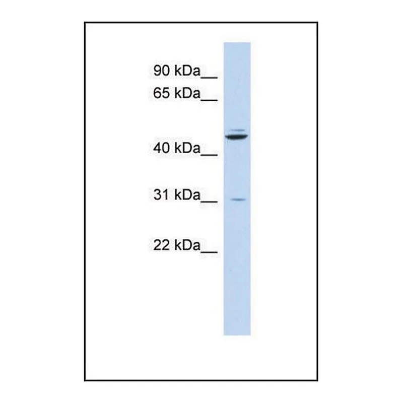 Merck Anti-ZNF238, (N-terminal) antibody produced in rabbit