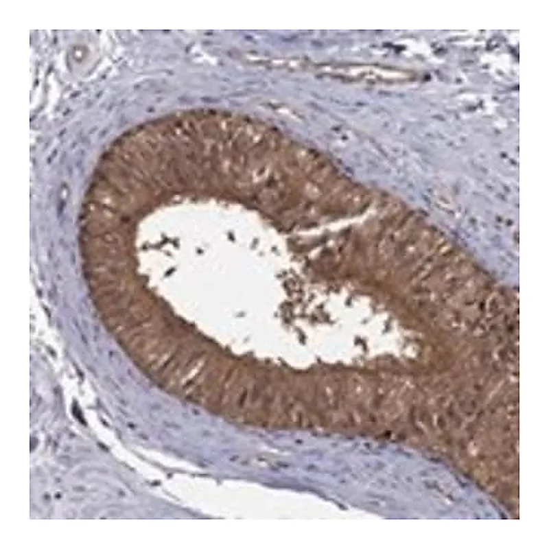 Merck Anti-PSMG4 antibody produced in rabbit