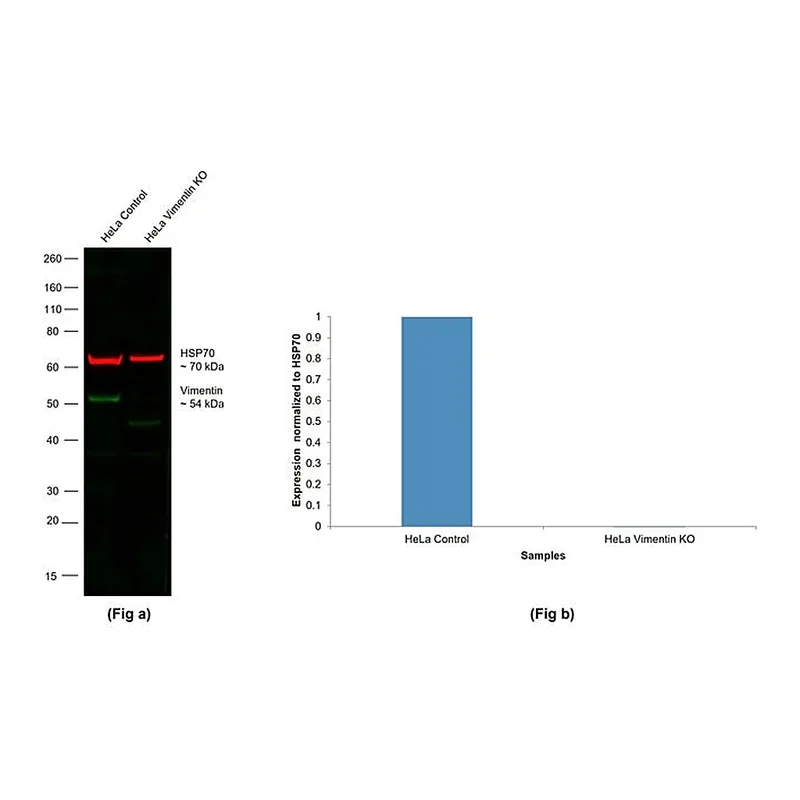 Thermo Fisher Scientific Donkey anti-Chicken IgY (H+L) Highly Cross Adsorbed Secondary Antibody, Alexa Fluor 488