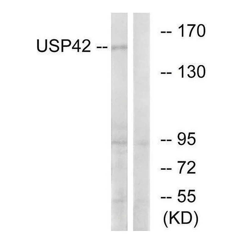 Merck Anti-USP42 antibody produced in rabbit