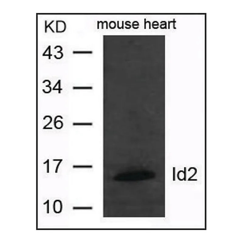 Merck Anti-Id2 antibody produced in rabbit