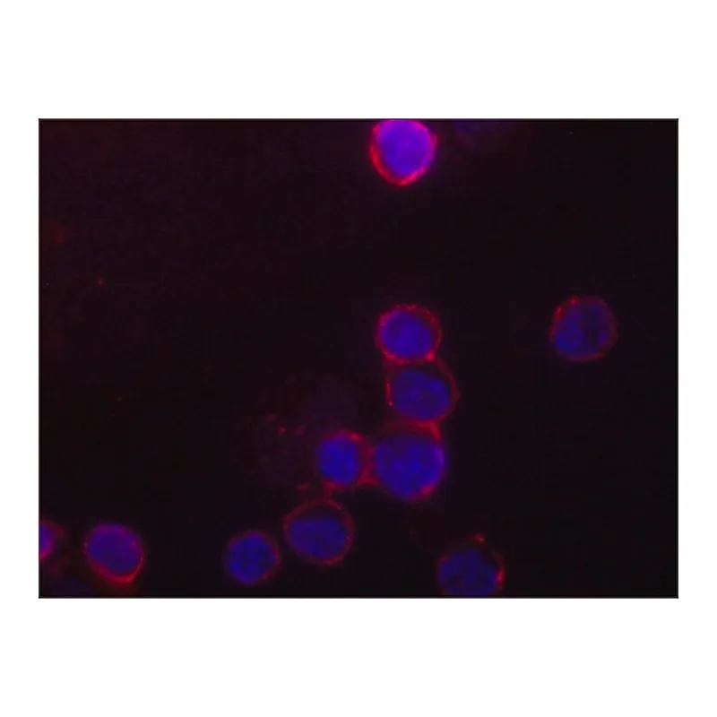 Merck Anti-Orai1 antibody, Mouse monoclonal