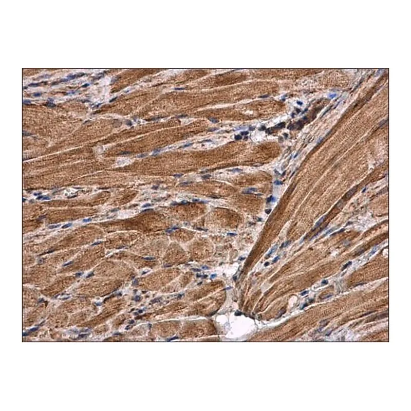 Merck Anti-CS antibody produced in rabbit