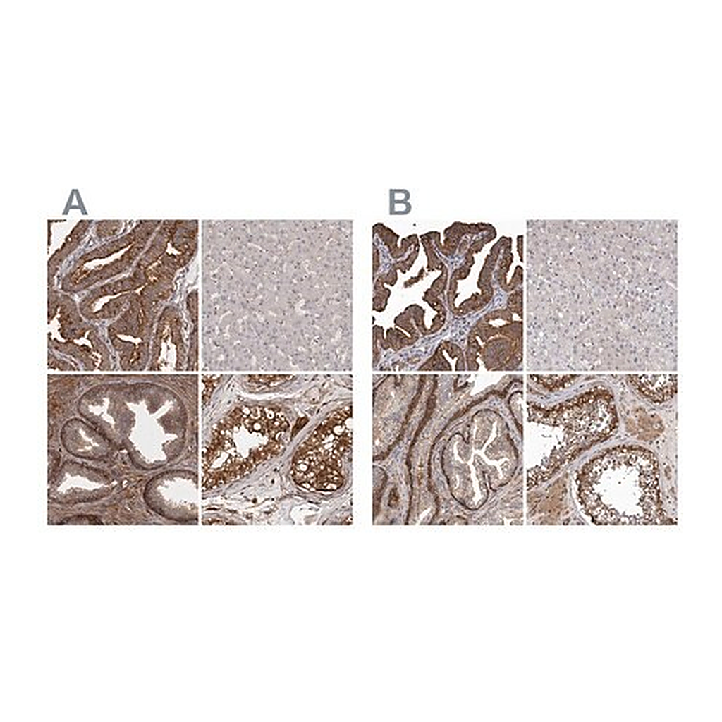 Merck Anti-ENAH antibody produced in rabbit