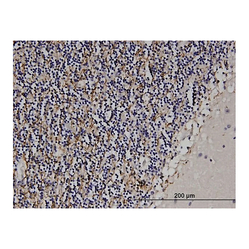 Merck Monoclonal Anti-MAG antibody produced in mouse