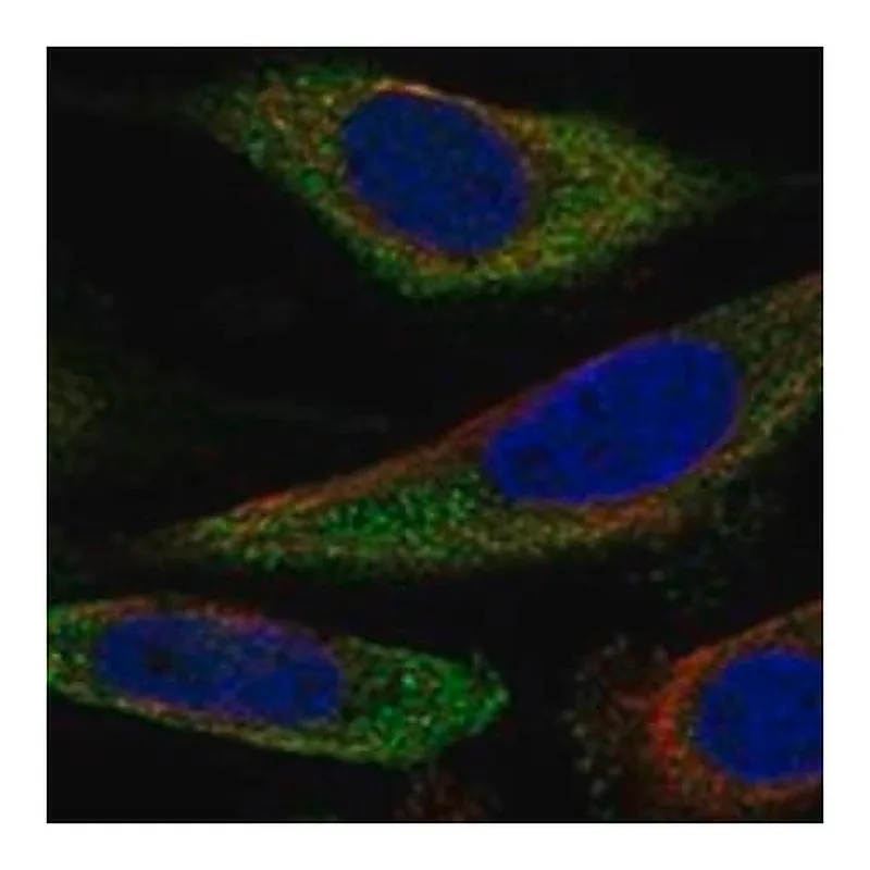 Merck Anti-SLC25A43 antibody produced in rabbit