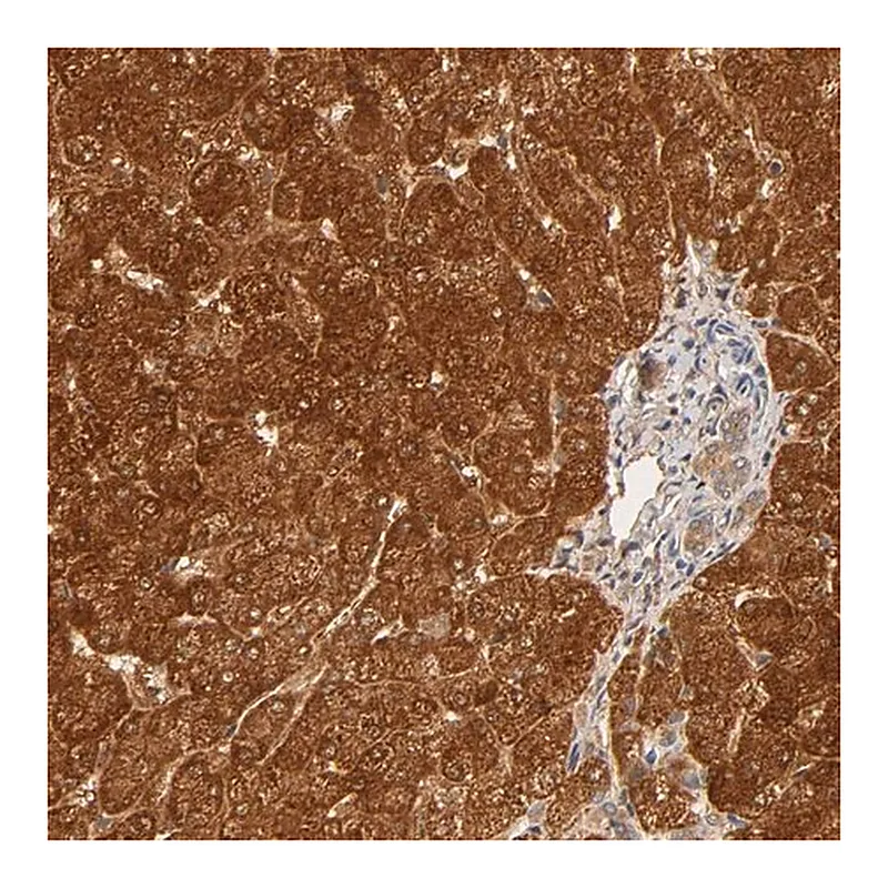 Merck Anti-GSTZ1 antibody produced in rabbit