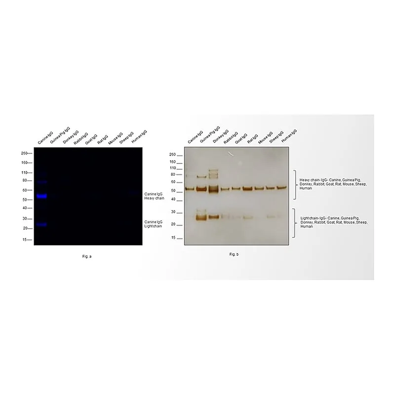 Thermo Fisher Scientific Goat anti-Canine IgG (H+L) Secondary Antibody