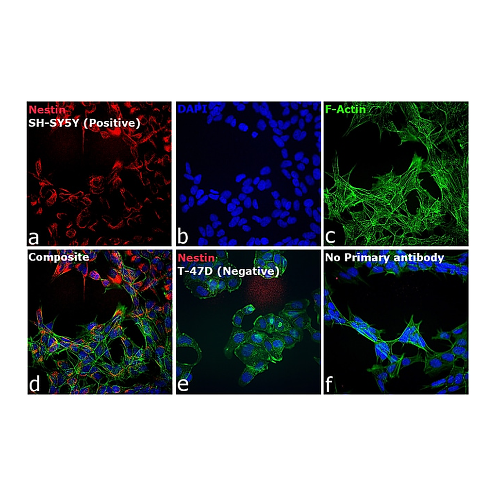 Thermo Fisher Scientific Donkey anti-Mouse IgG (H+L) ReadyProbes Secondary Antibody, Alexa Fluor 594