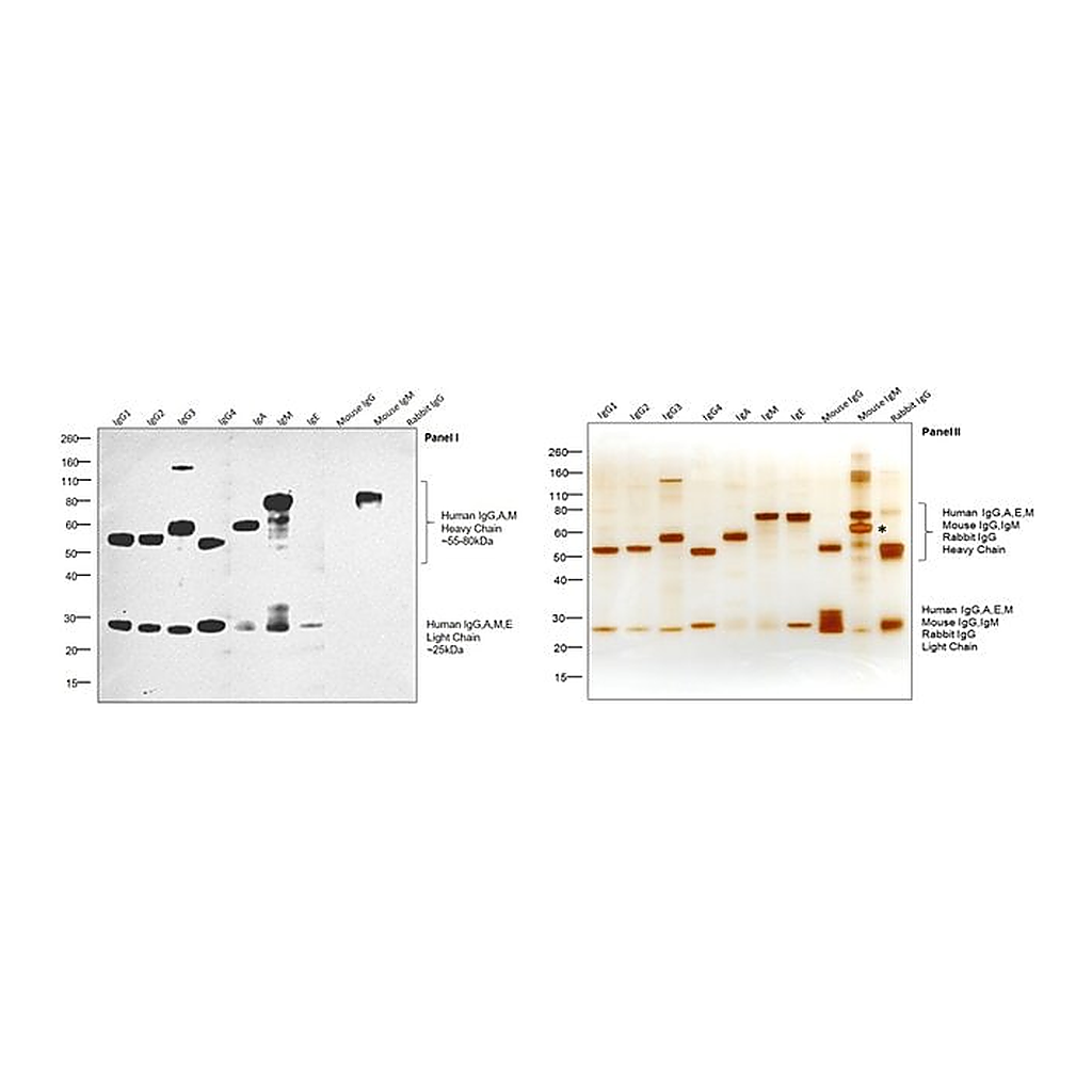 Thermo Fisher Scientific Goat anti-Human IgG, IgM, IgA (H+L) Secondary Antibody, HRP