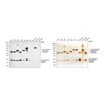 Thermo Fisher Scientific Goat anti-Human IgG, IgM, IgA (H+L) Secondary Antibody, HRP