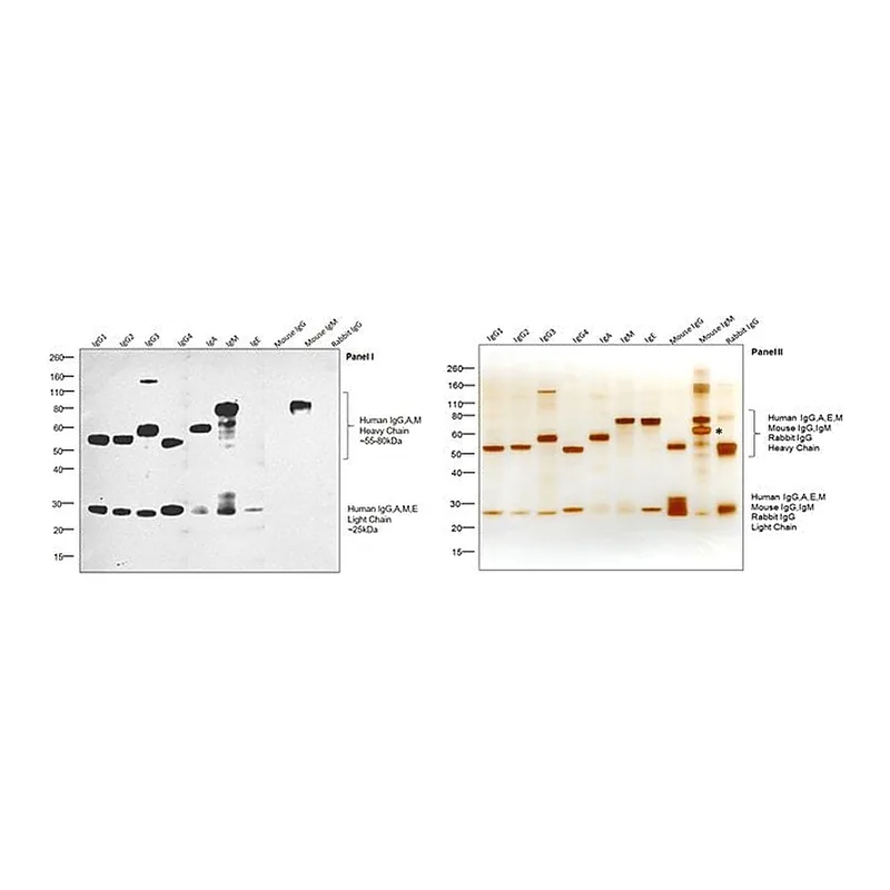 Thermo Fisher Scientific Goat anti-Human IgG, IgM, IgA (H+L) Secondary Antibody, HRP