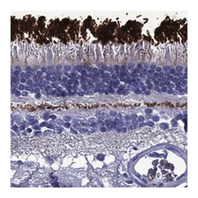 Merck Anti-ROM1 antibody produced in rabbit