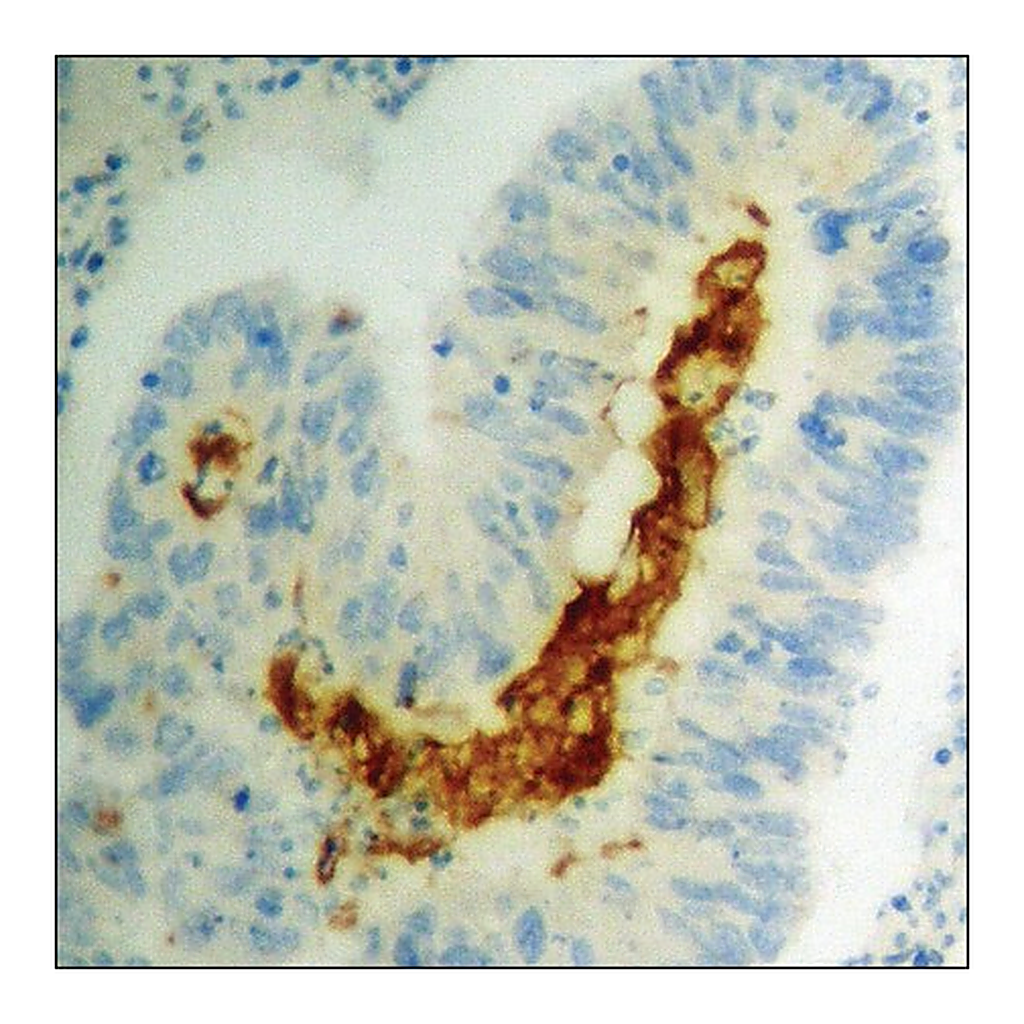 Merck Anti-phospho-STAT2 (pTyr690) antibody produced in rabbit