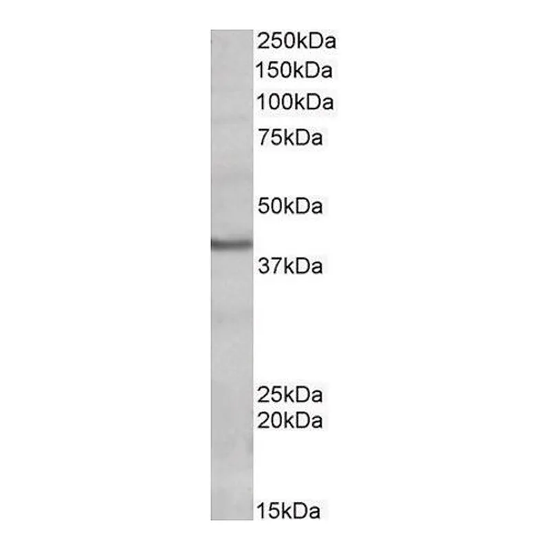 Merck Anti-POU4F3 antibody produced in goat