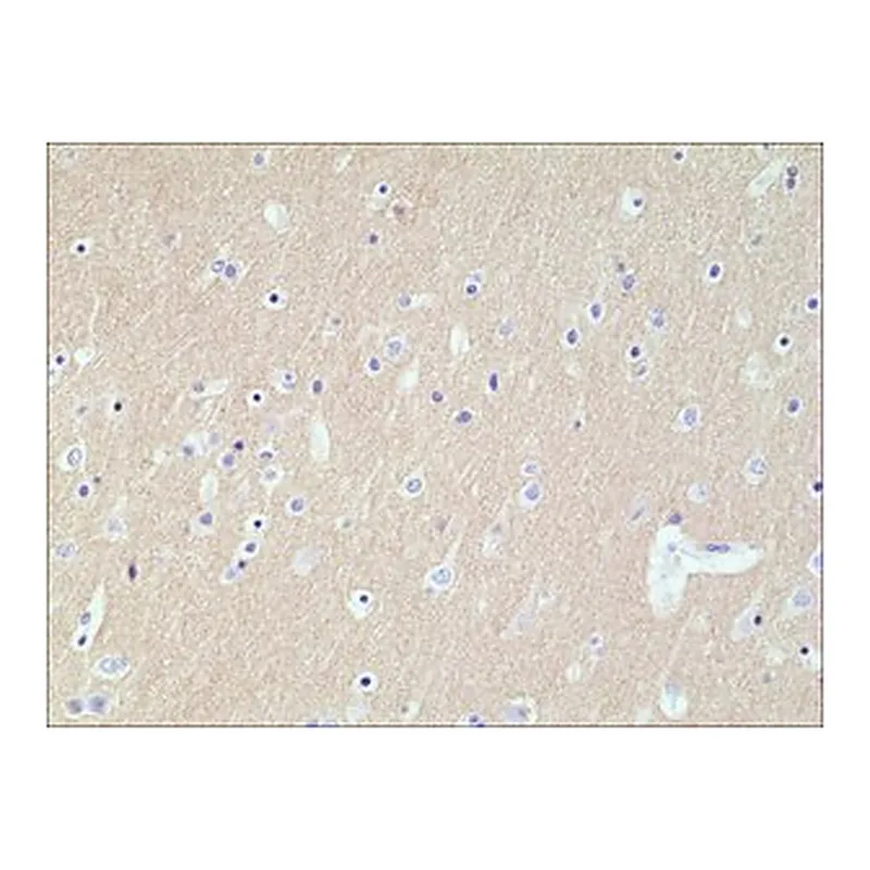 Merck ANTI-CD56 ANTIBODY, RABBIT MONOCLONAL