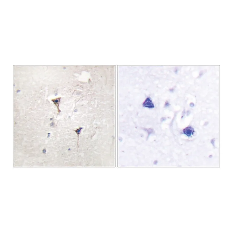 Merck Anti-PKD1 antibody produced in rabbit