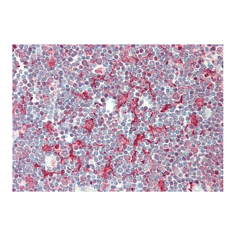 Merck Anti-SMPD3 antibody produced in rabbit