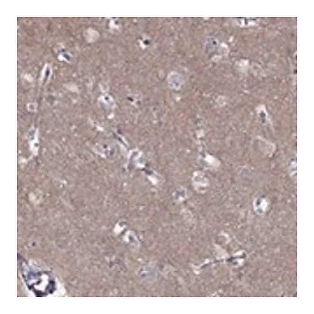 Merck Anti-LY6H antibody produced in rabbit