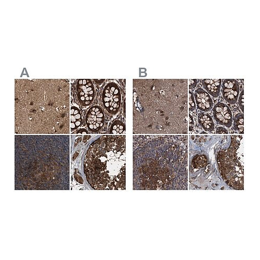 Merck Anti-PEX5 antibody produced in rabbit