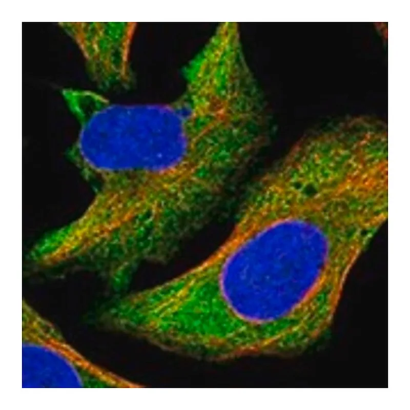Merck Anti-MAPK6 antibody produced in rabbit