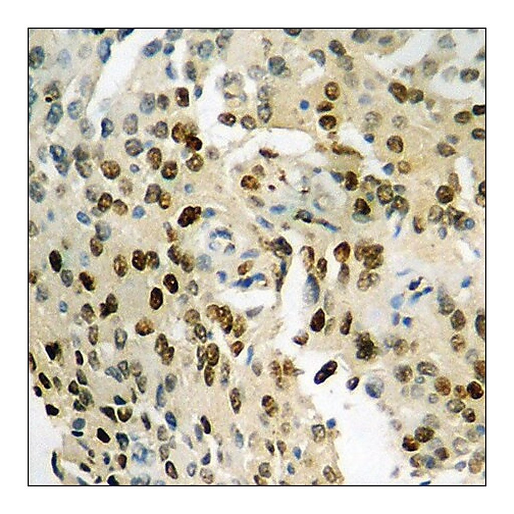 Merck Anti-phospho-NF-kappaB p65 (pSer276) antibody produced in rabbit
