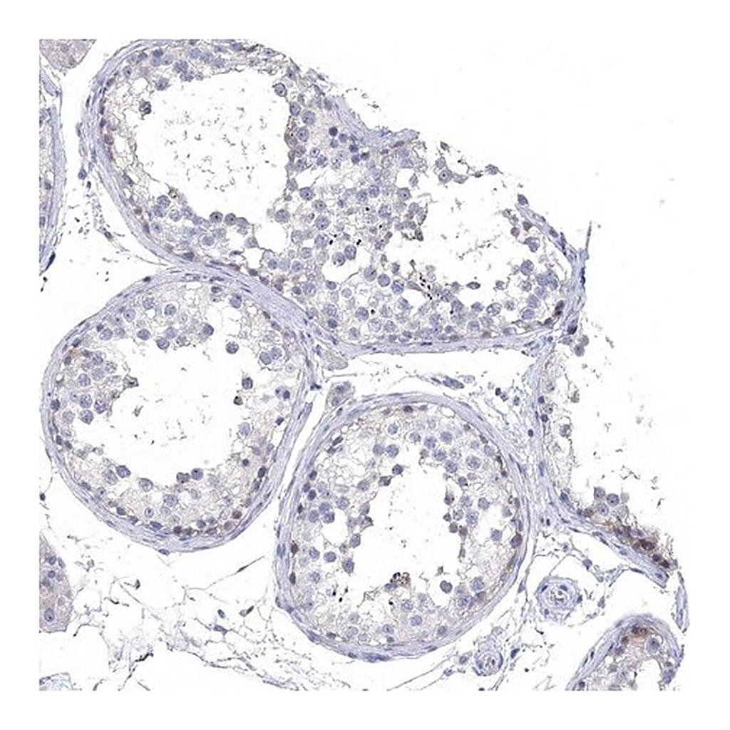 Merck Anti-NLRP14 antibody produced in rabbit