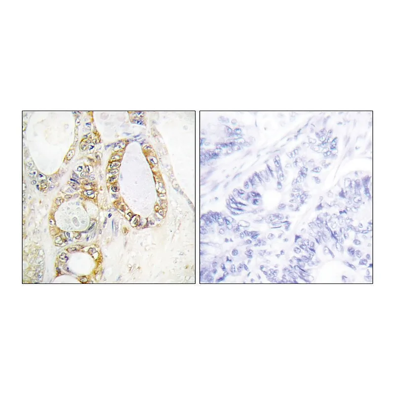 Merck Anti-MUC13 antibody produced in rabbit